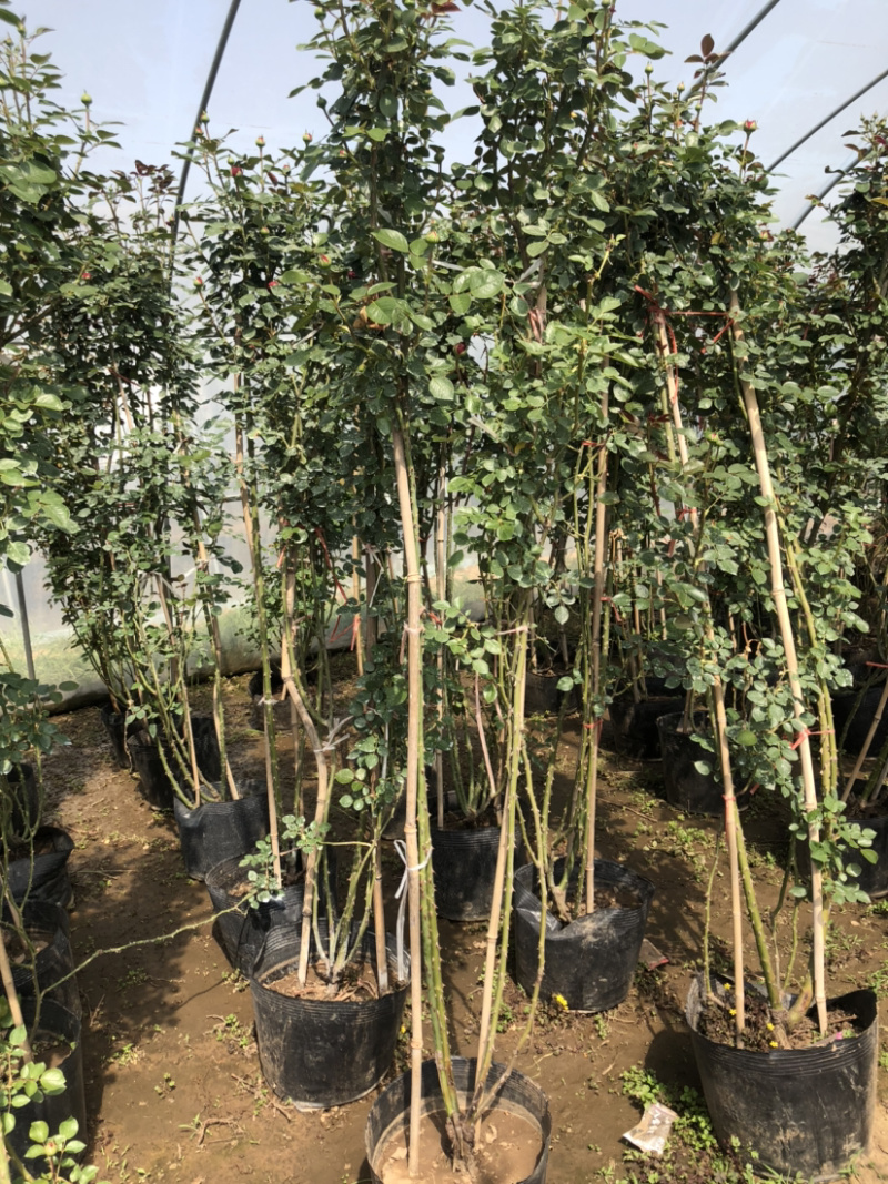 藤本月季花苗月季花基地