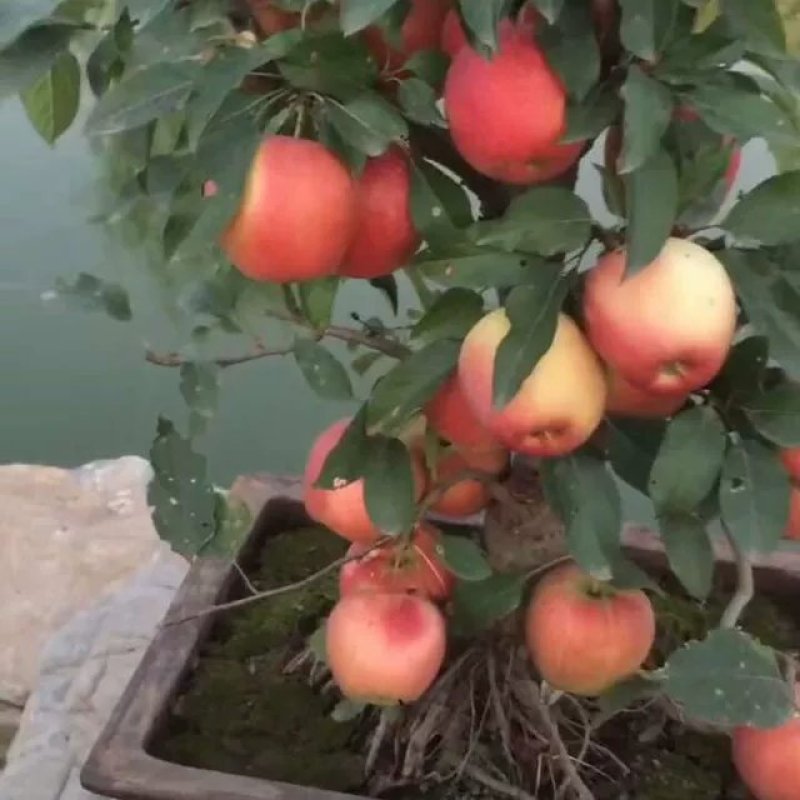盆栽矮化苹果树苗，当年结果，盆景室内，室外都可以栽种，