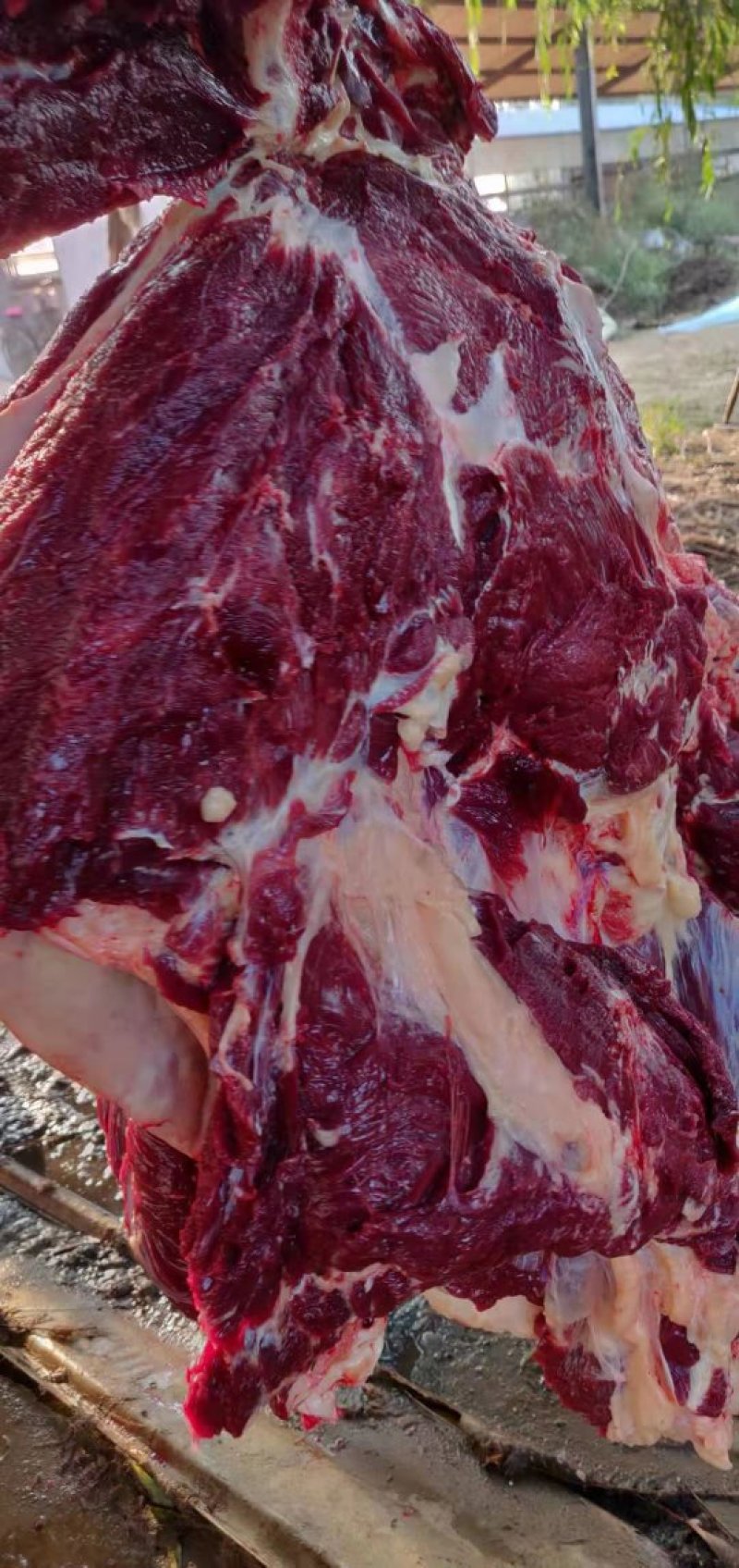 今日份鲜驴肉，现杀现宰，无注水