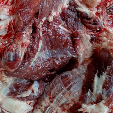 今日份鲜驴肉，现杀现宰，无注水