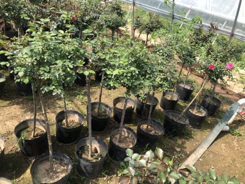 树桩月季老桩彩色月季花四季开花耐寒植物嫁接大花
