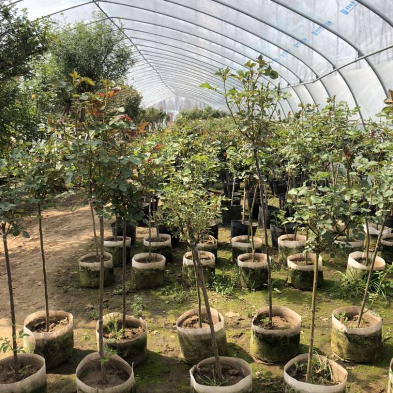 树桩月季老桩彩色月季花四季开花耐寒植物嫁接大花