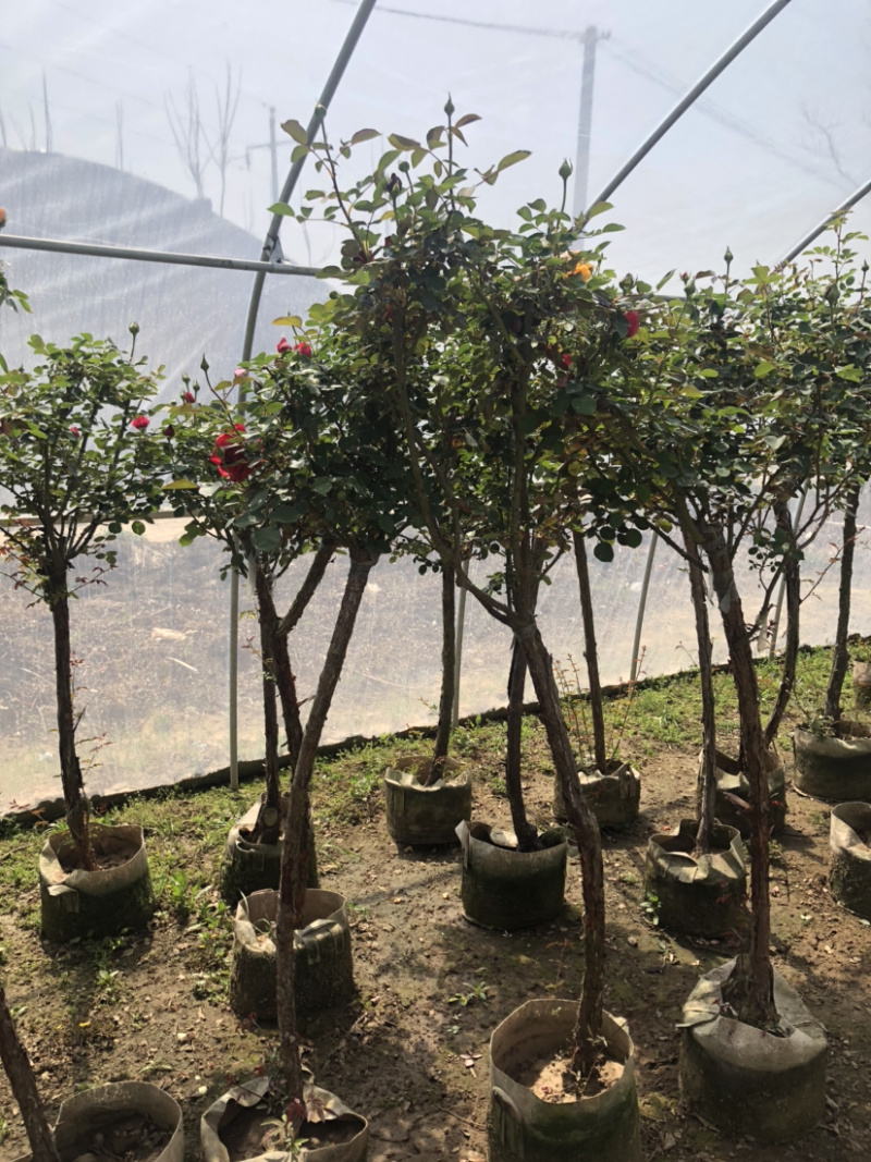 树桩月季老桩彩色月季花四季开花耐寒植物嫁接大花
