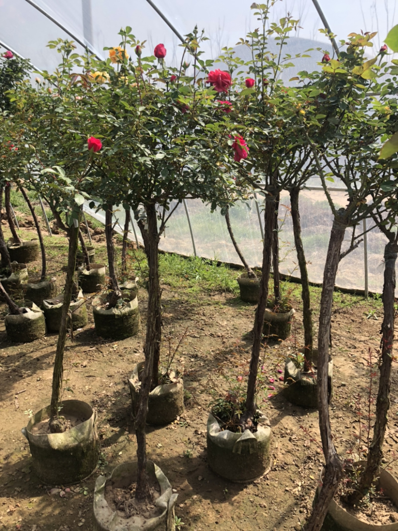 树桩月季老桩彩色月季花四季开花耐寒植物嫁接大花
