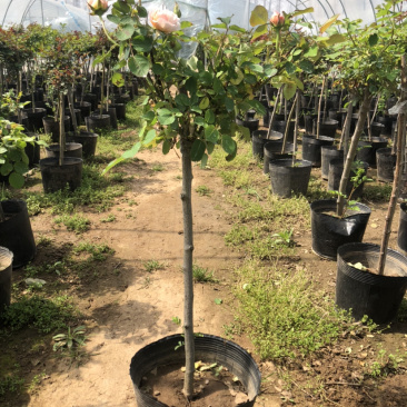 树桩月季老桩彩色月季花四季开花耐寒植物嫁接大花