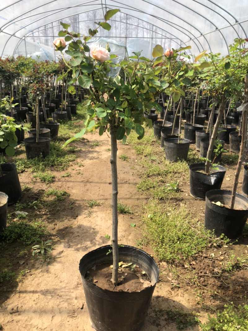 树桩月季老桩彩色月季花四季开花耐寒植物嫁接大花