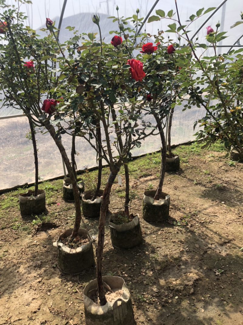 树桩月季老桩彩色月季花四季开花耐寒植物嫁接大花