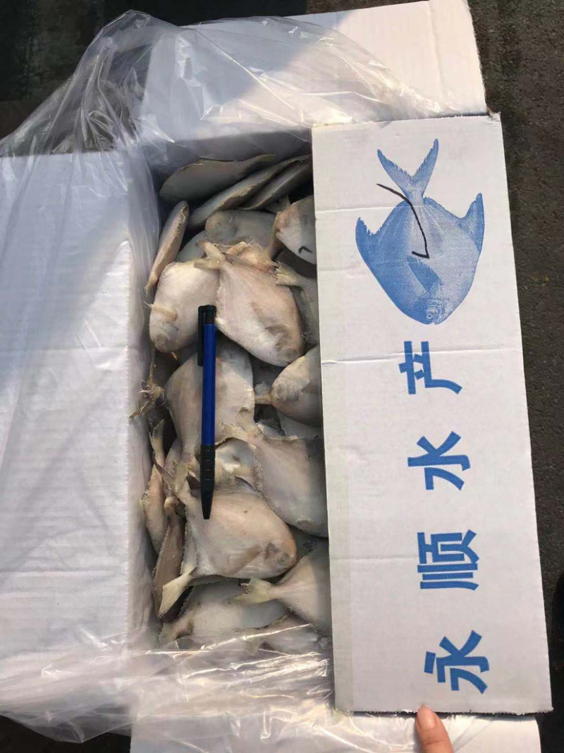 银鲳鱼单冻，块冻，原料解冻板全规格质量好价格低可视频看货