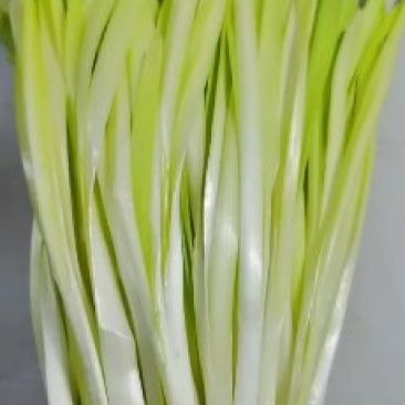 韭黄韭菜韭苔韭菜花