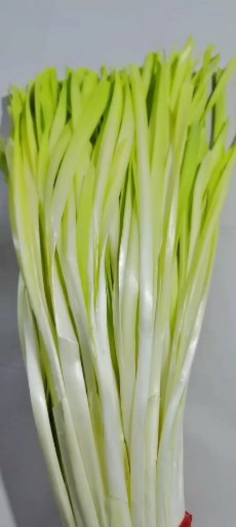 韭黄韭菜韭苔韭菜花