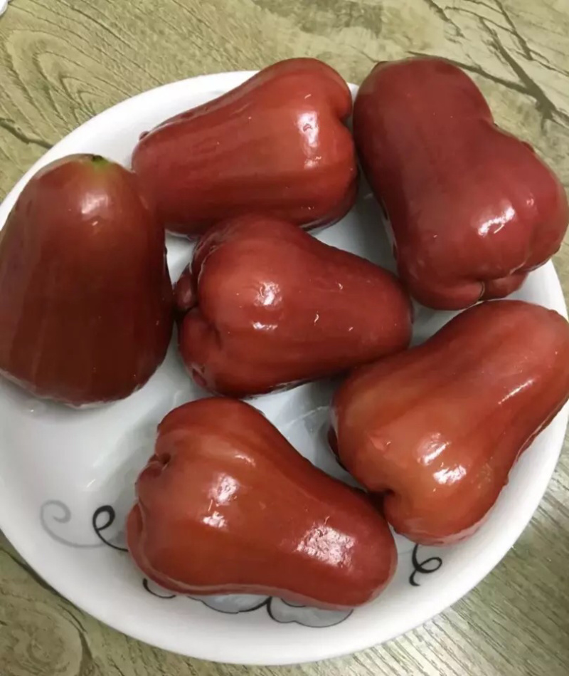 泰国黑金刚莲雾苗黑金刚果苗