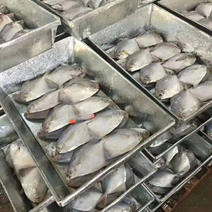 国产银鲳鱼，块冻，单冻原料京鱼白鲳鱼工厂直营视频看货
