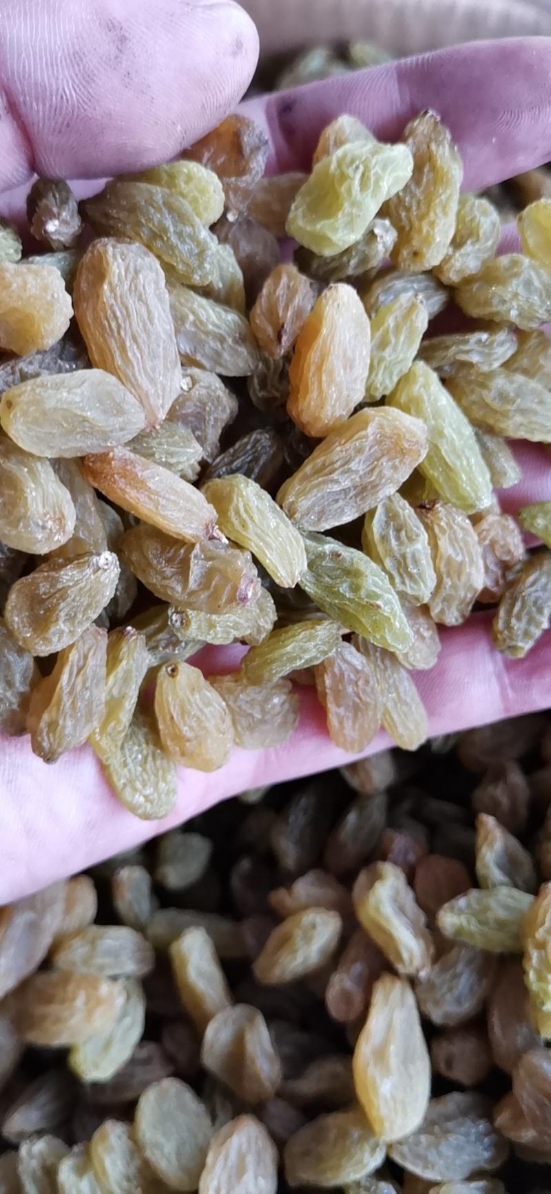 产地直销新疆葡萄干吐鲁番葡萄干树上黄葡萄干质量保证包退