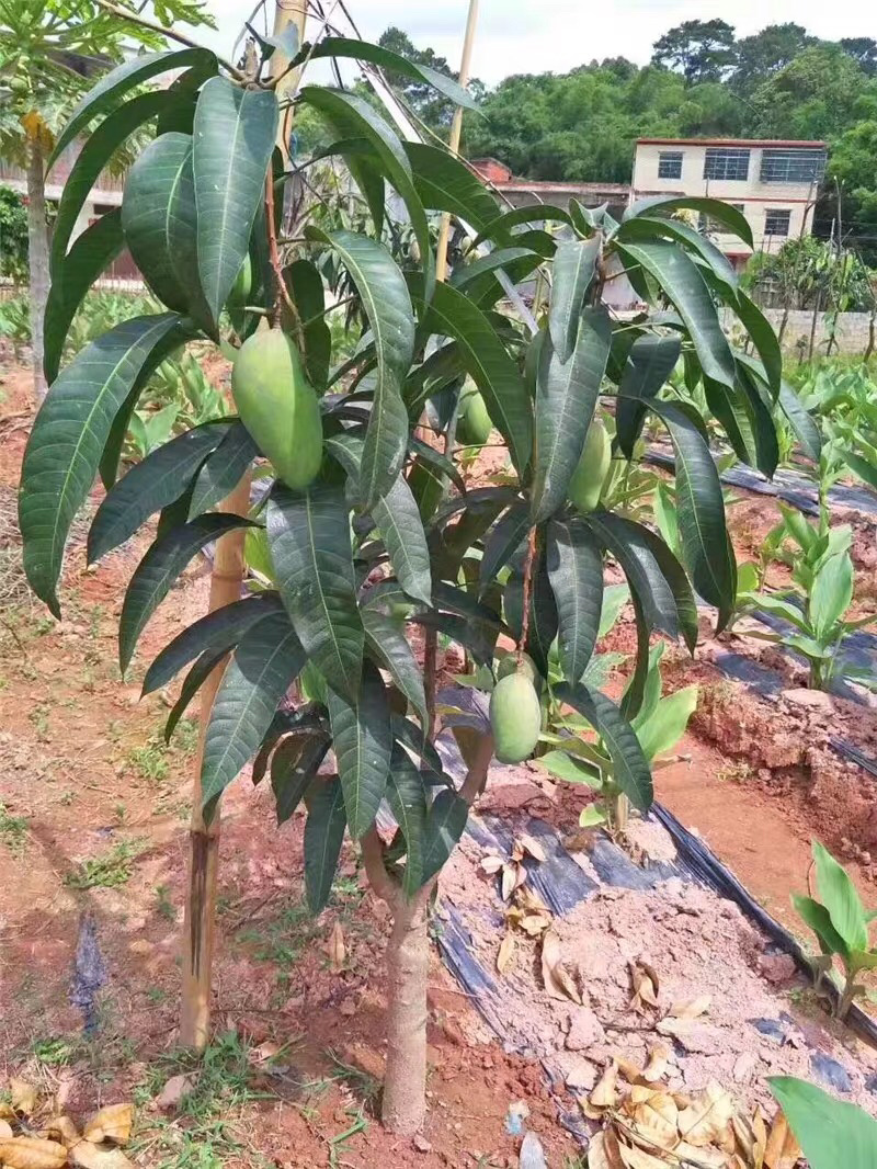 芒果苗小杯苗，嫁接四季芒果苗