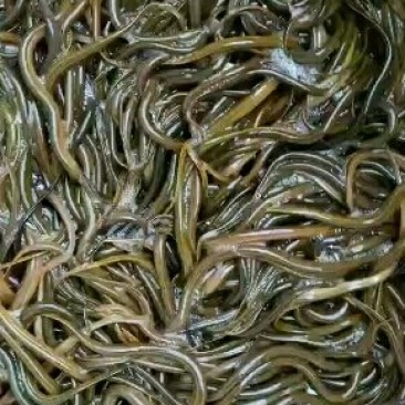 黄鳝苗，云南出售黄鳝苗，量大可免费送货。