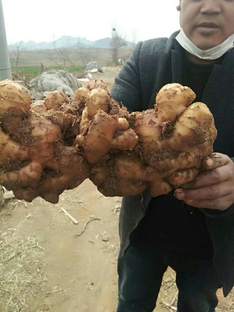 大黄姜种，山东优质生姜，长年有货，面向全国发货