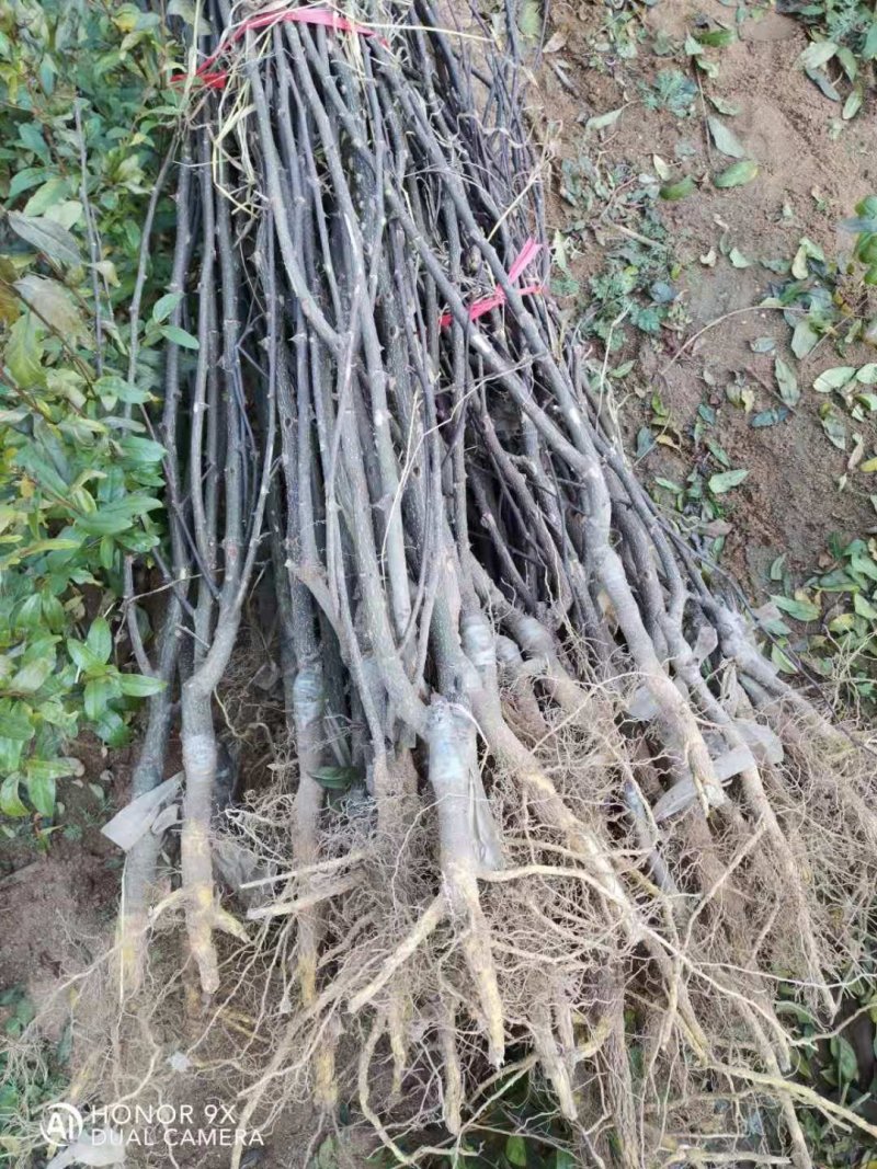 现出售花椒苗大红袍花椒苗无刺花椒苗品种纯正