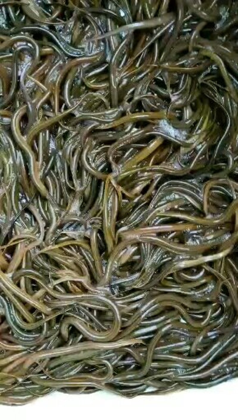黄鳝苗，各种规格黄鳝苗。量大可免费送货。