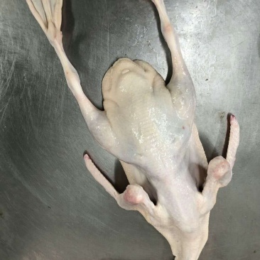 主营白条鸡白条鸭