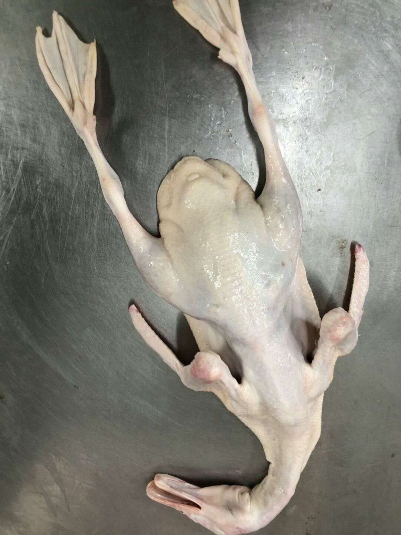 主营白条鸡白条鸭