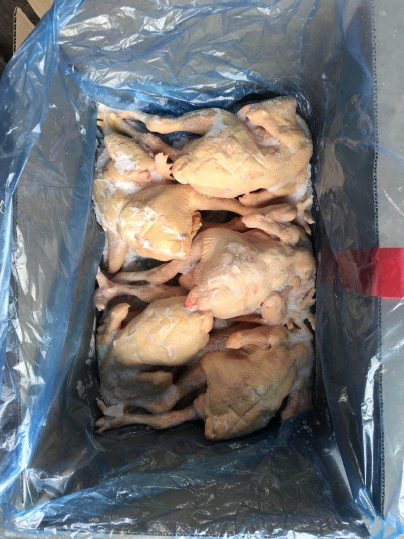 主营白条鸡白条鸭