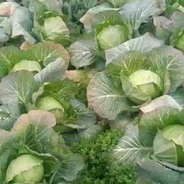 圆包菜