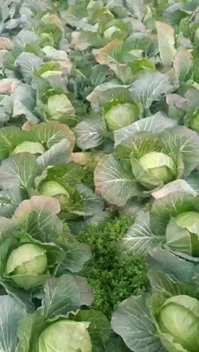圆包菜