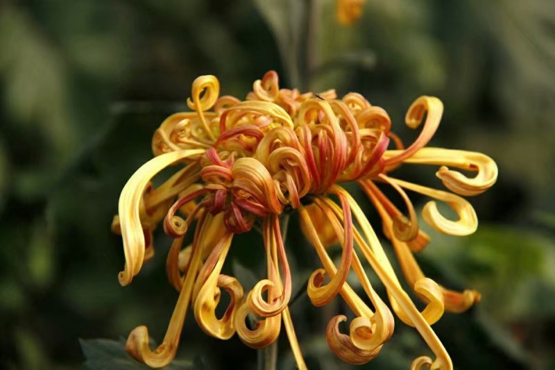 菊花苗品种菊花大花品种多