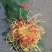 菊花苗品种菊花大花品种多