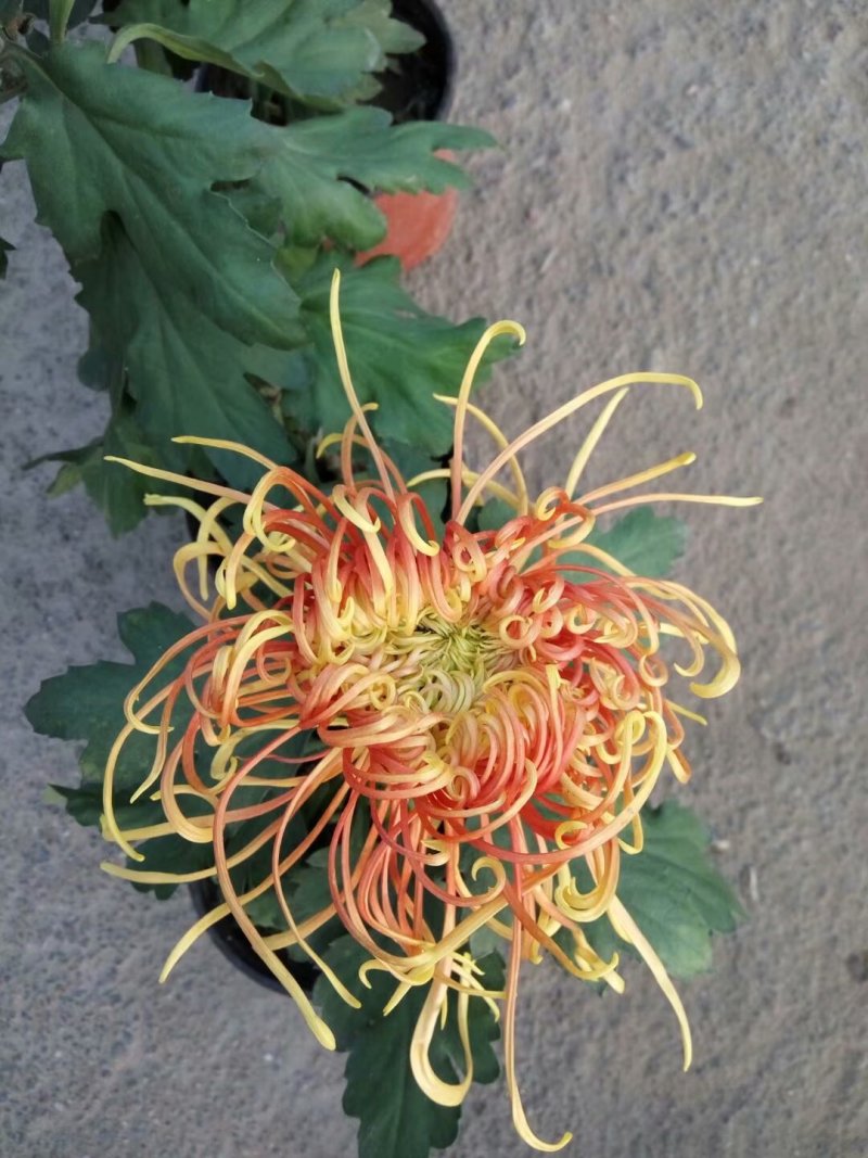 菊花苗品种菊花大花品种多