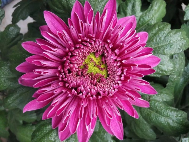 菊花苗品种菊花大花品种多