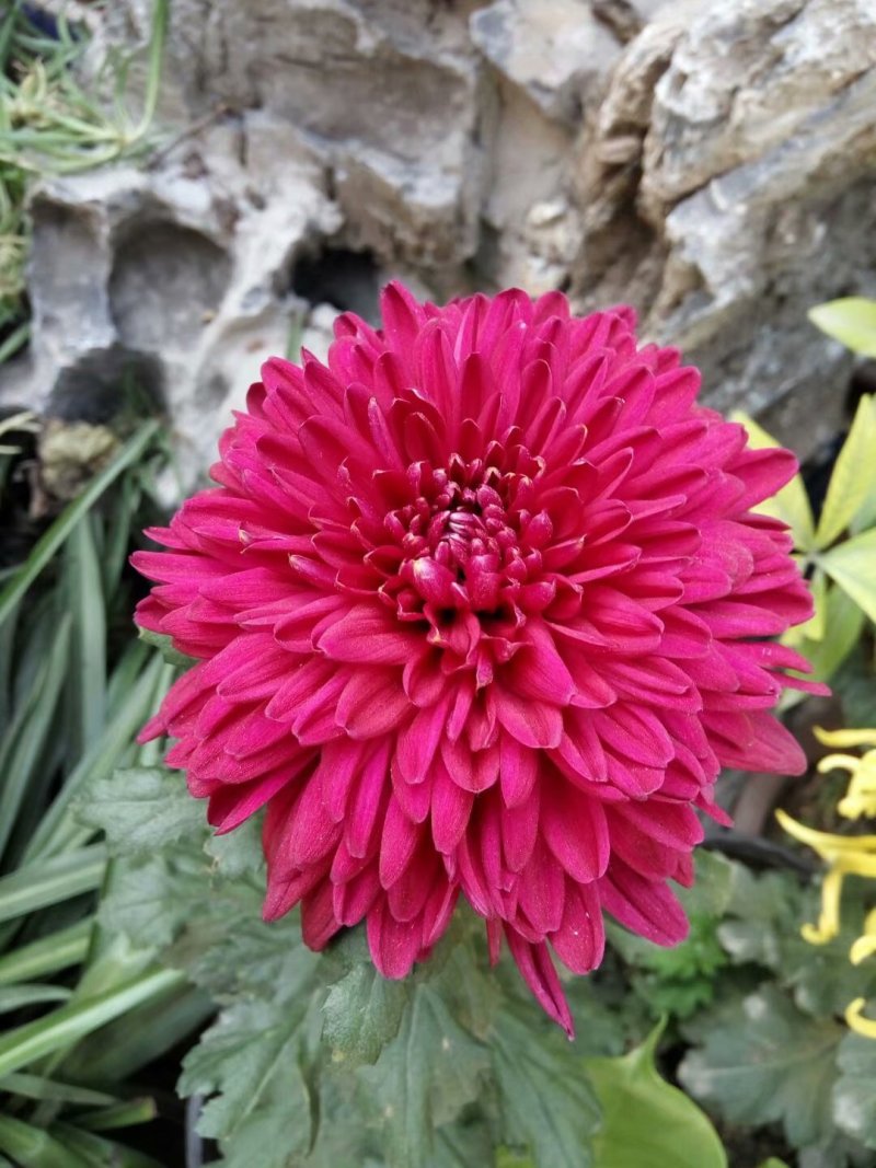 菊花苗品种菊花大花品种多