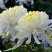 菊花苗品种菊花大花品种多