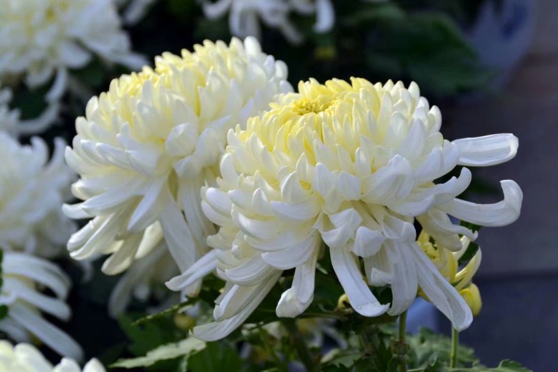 菊花苗品种菊花大花品种多