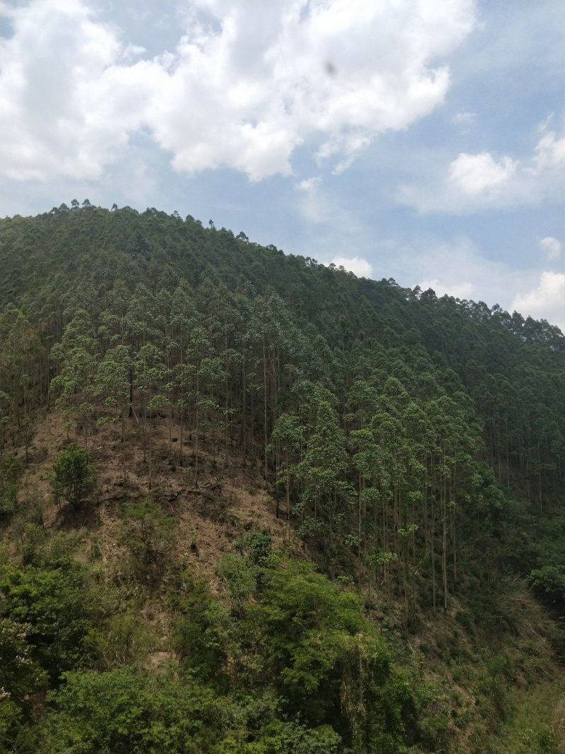 300亩桉树出售