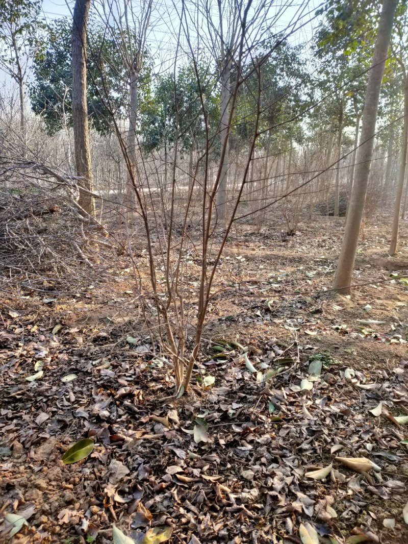 郑州2-6公分石榴树批发供应濮阳石榴树商丘石榴树