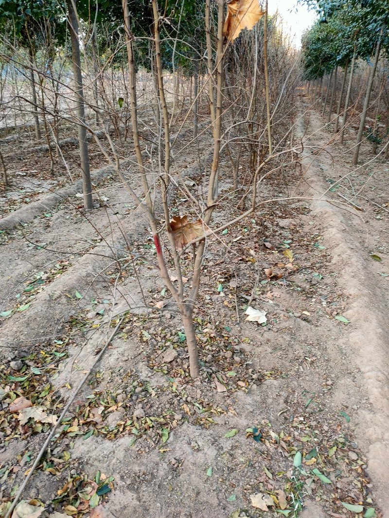 郑州2-6公分石榴树批发供应濮阳石榴树商丘石榴树