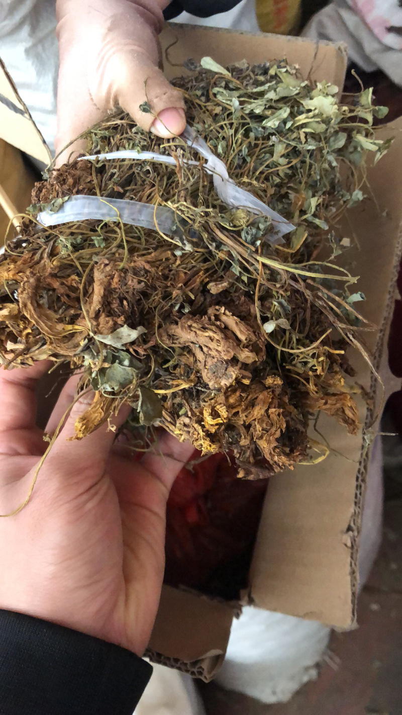 中药材今年新货仿野生种植的岩黄连