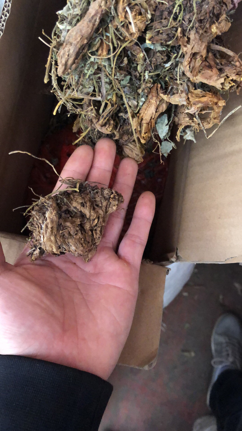 中药材今年新货仿野生种植的岩黄连