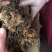 中药材今年新货仿野生种植的岩黄连
