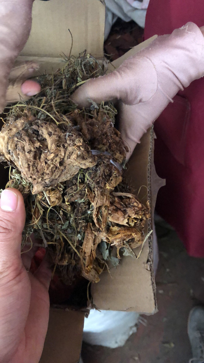 中药材今年新货仿野生种植的岩黄连