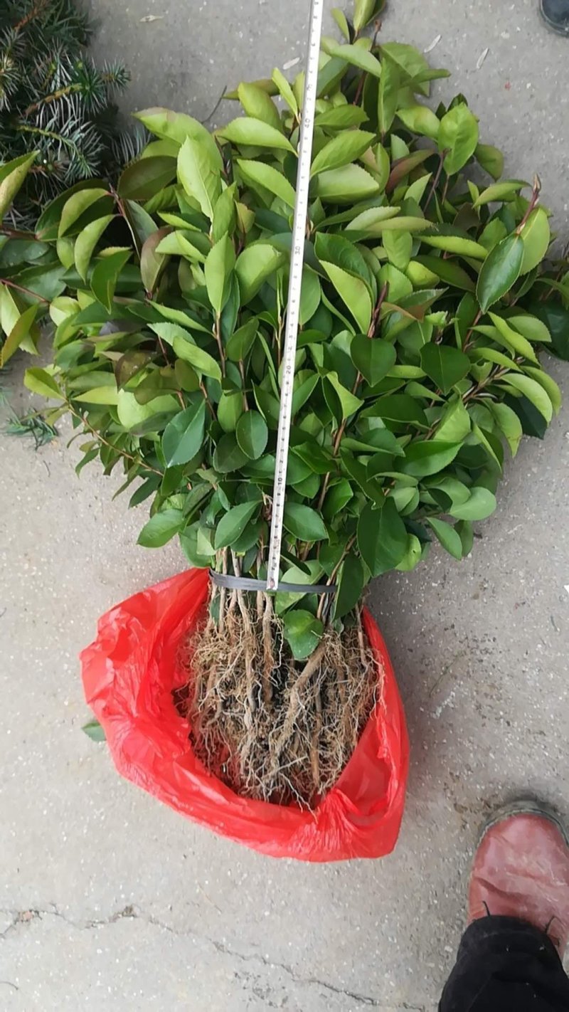 广西贺州软枝油茶苗