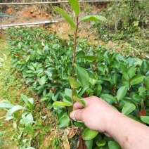 广西贺州软枝油茶苗