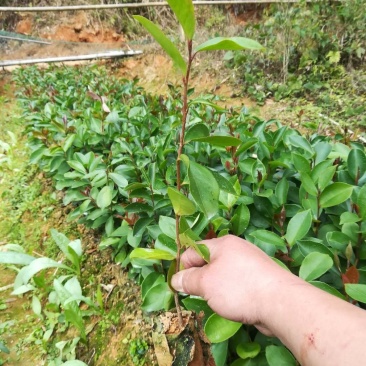 广西贺州软枝油茶苗
