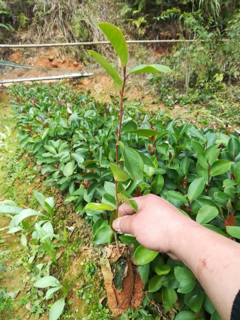广西贺州软枝油茶苗