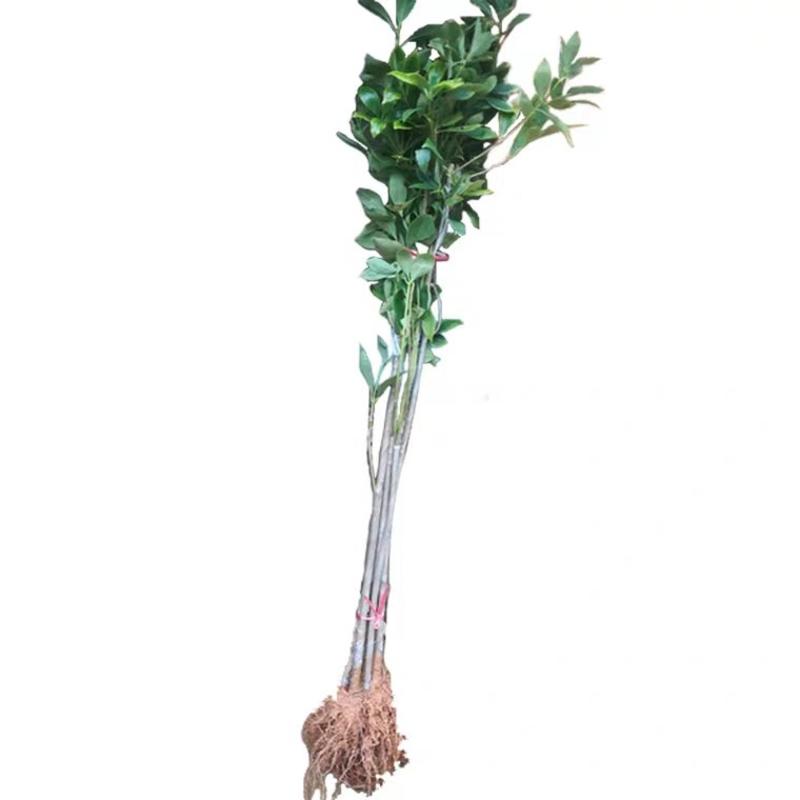 八角苗广西高产八角树苗八角种苗带叶发货有保障带土发货