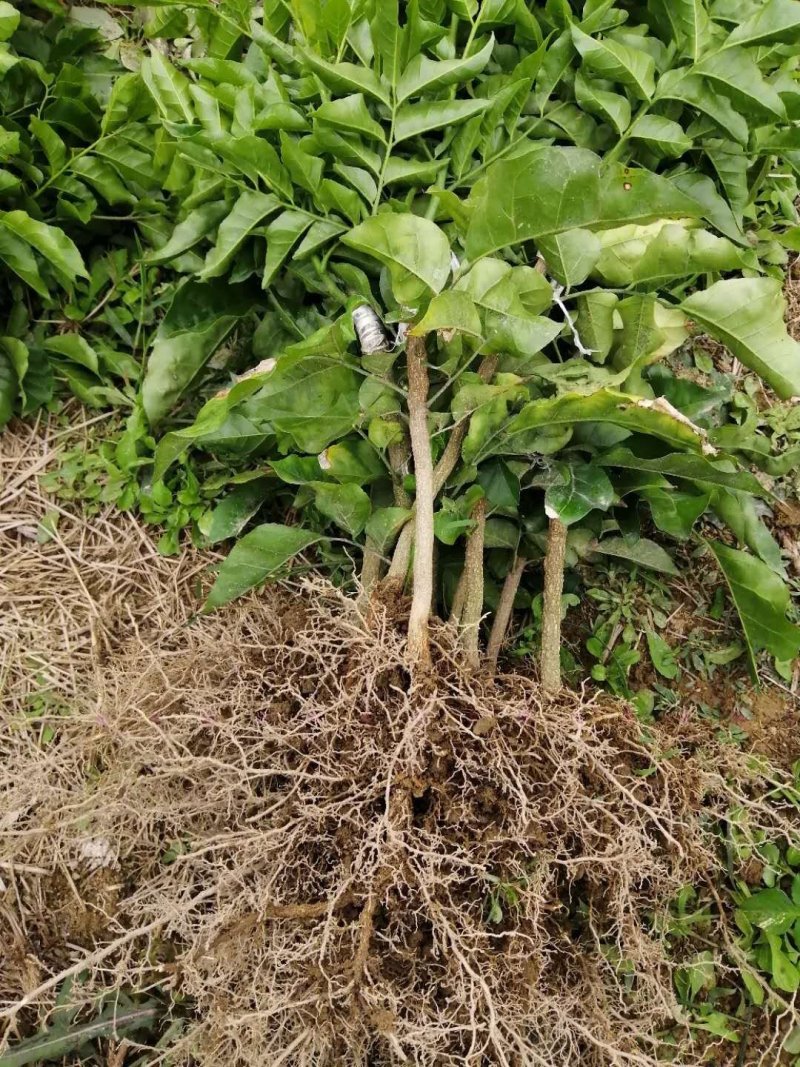 包邮正品【广西灵山无核，鸡心，黑黄皮】嫁接苗/直销
