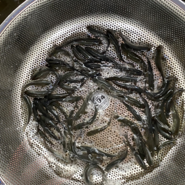 青草鱼苗黑草鱼苗黑皖鱼苗已训食料欢迎订购