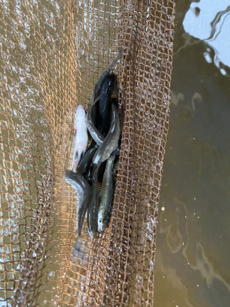 青草鱼苗淡水鱼苗青竹鲩鱼品种种类多选择