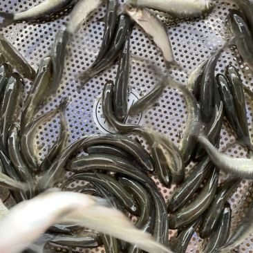 青草鱼苗淡水鱼苗青竹鲩鱼品种种类多选择